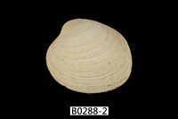 藏品(簾蛤)的圖片